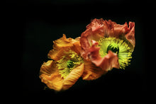 Load image into Gallery viewer, beauty in imperfection No. 9