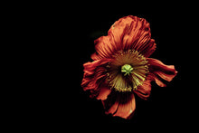 Load image into Gallery viewer, beauty in imperfection No. 10