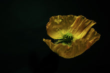 Load image into Gallery viewer, beauty in imperfection No. 11